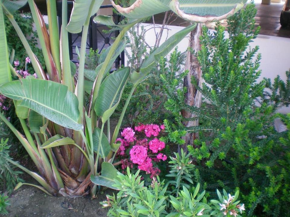 103 Elegant 2 Bed Apartment With Free Wifi, Ac, Pool & Gym! Larnaca Extérieur photo